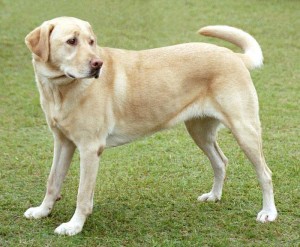 labradoro retriveris